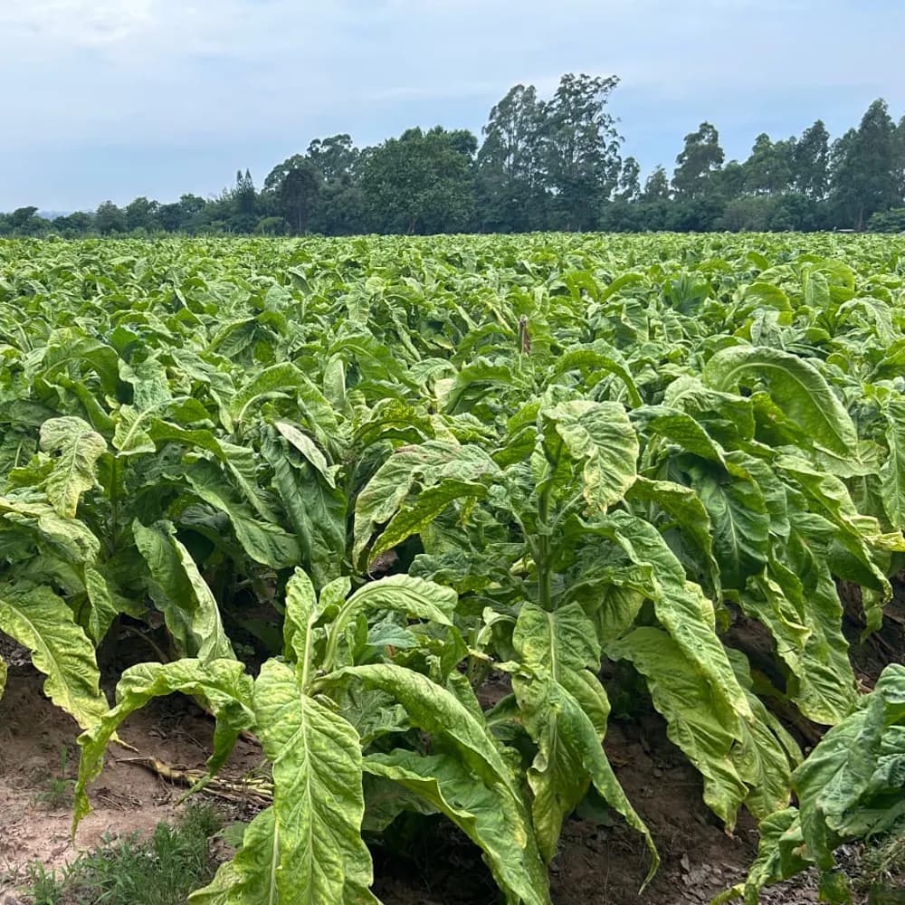 Lavoura de tabaco