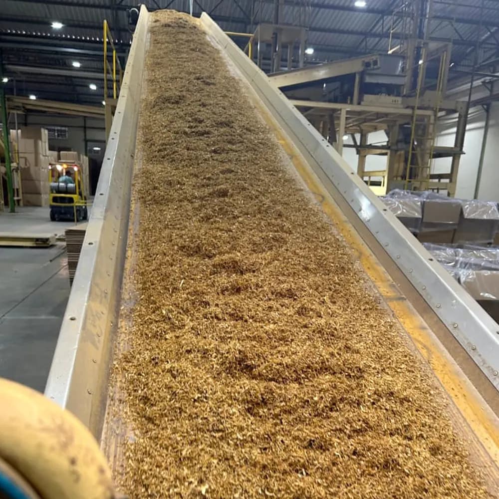 Tabaco em esteira transportadora