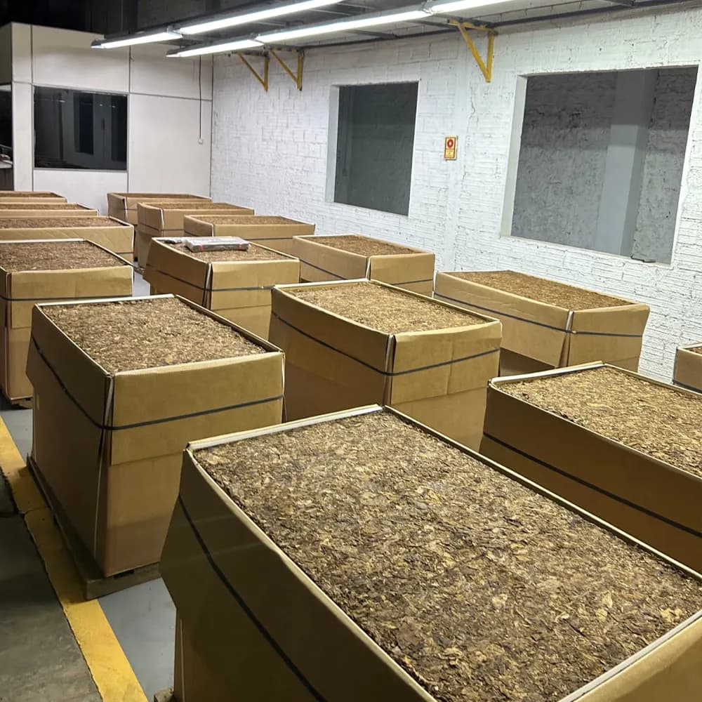 Caixas abertas com tabaco em armazém