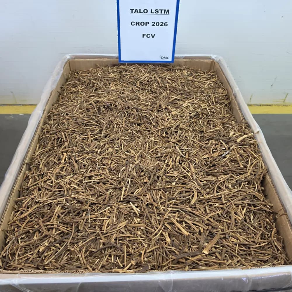 talo lstm (virginia)