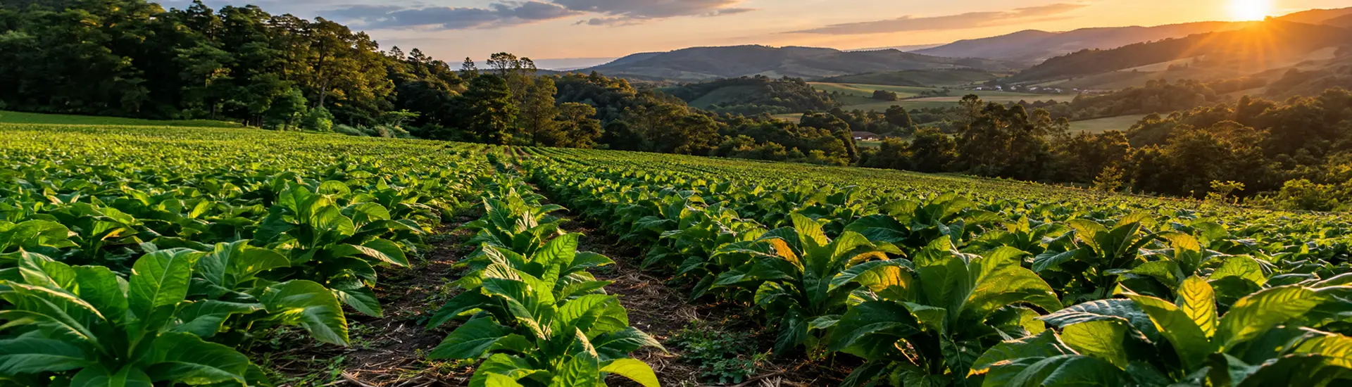 DMC Tabacos — tobacco industry